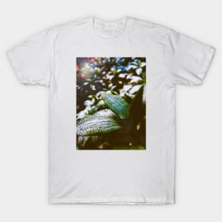 Morning Dew T-Shirt